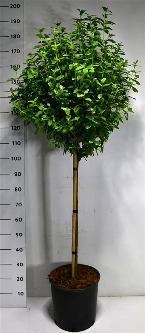 Städsegrönt olvon – Viburnum tinus 'Eve Price' - C18 80-90 cm. Stam